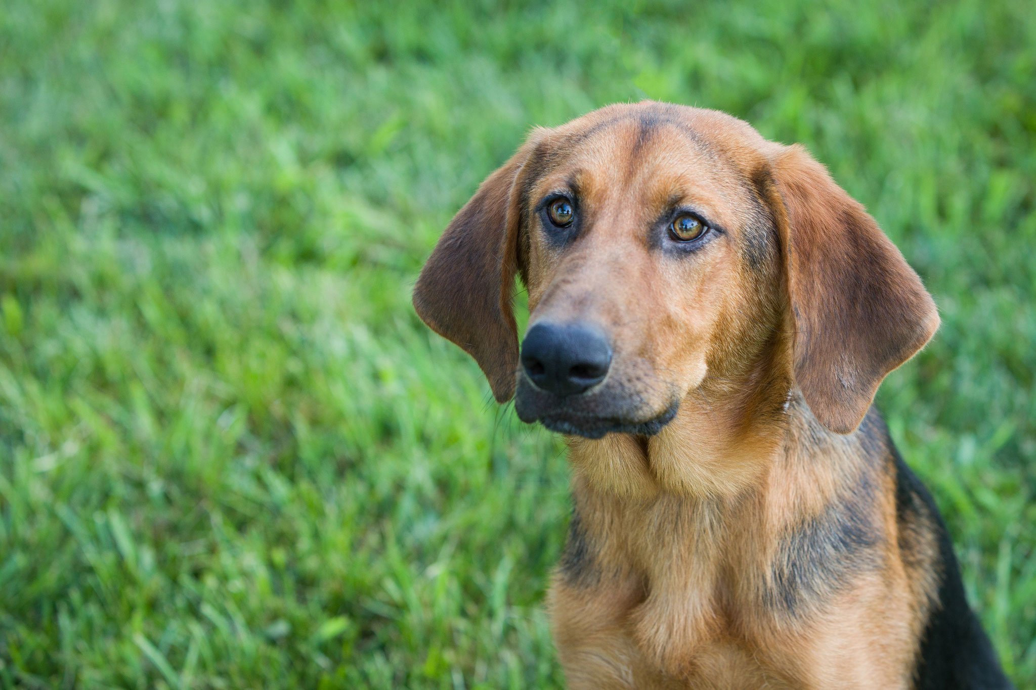 Ky Humane Society On Twitter Meet Khaleesi Khaleesi Is A 10