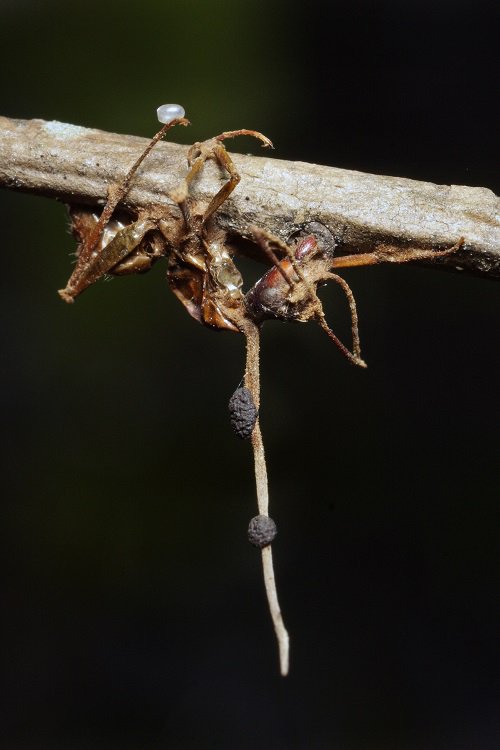 NSF's tweet photo. San Diego Comic-Con may have the Walking Dead, but @NSF funds research on the Marching Dead. “Zombie ants,” that is. #NSFfunded research @PennState is studying how a fungus takes control of tropical carpenter ants’ brains. https://t.co/HBAO98XEKS #SDCC18 #WalkingDead https://t.co/cRvj0VGbDH