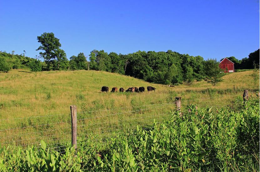 MurdocksGallery's tweet photo. Cows and Red Barn: Landscape Photography prints! https://t.co/Bg6lTXkYie #photography #landscape #cows #redbarn #ohiolandscape #farms #farmers #country #countrydecor #barns https://t.co/uWn3T16C62