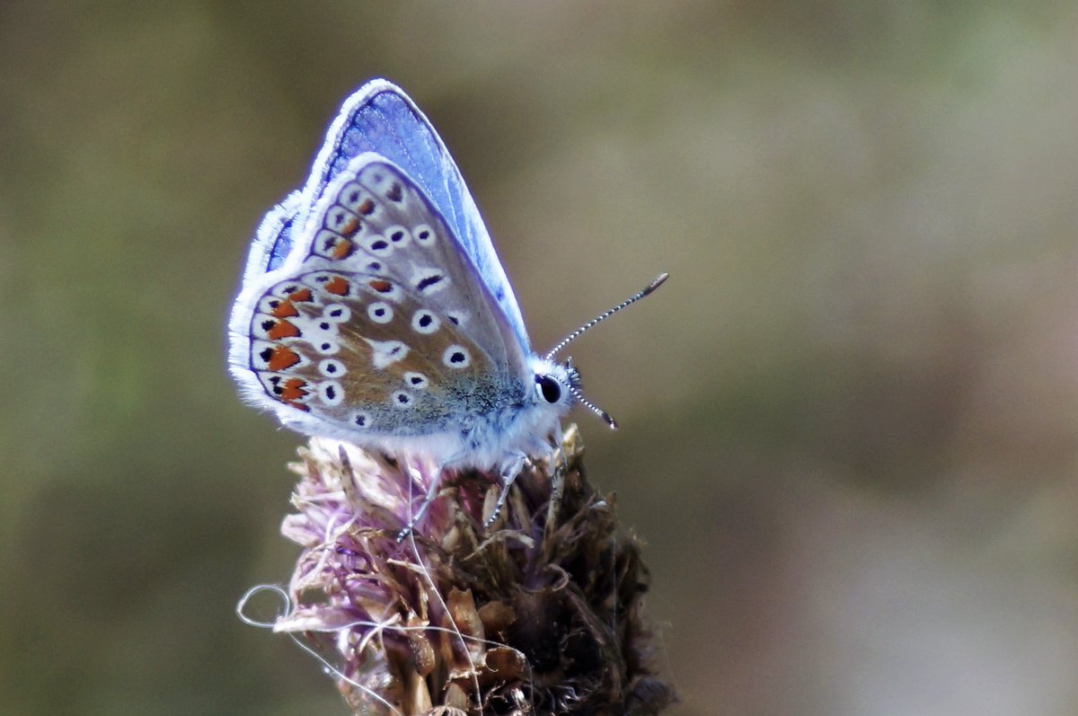 DenisDalby's tweet photo. @RSPBAireValley St Aidans today.  Not many birds (missed the Bittern flying twice!) but there were some butterflies.  I liked these. @NatureTable_LS #butterflies https://t.co/GPOYh18WXP