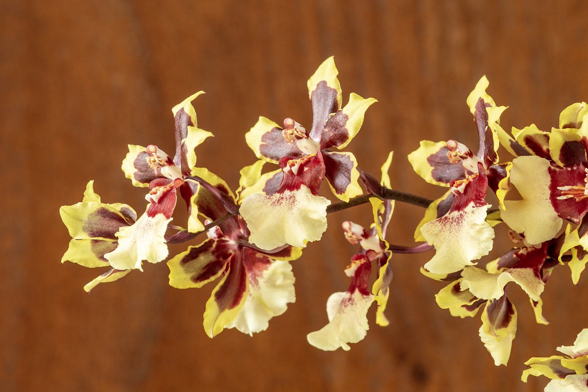 _orquideas_'s tweet photo. #orchid #orchids #orquidea #orquideas #orchidee #orchideen #colmanara https://t.co/0BizmtcnLP