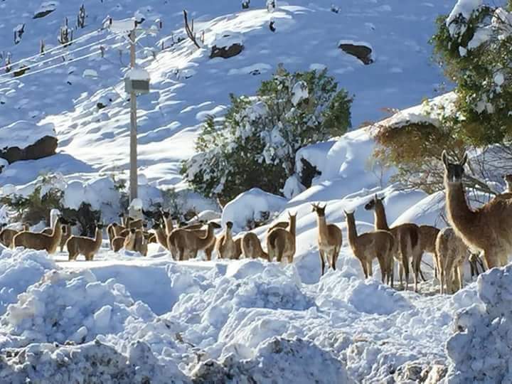 #Choapa #NorteDeChile
Parece una postal de otro país ...pero es #Salamanca en la parte alta del Valle en este invierno 2018
📷 Hilda Saéz