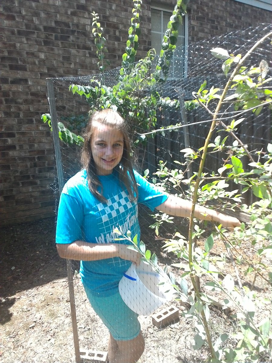 workman642's tweet photo. My granddaughter Emory picking blueberries from my backyard! https://t.co/eGyg8eO4Tb
