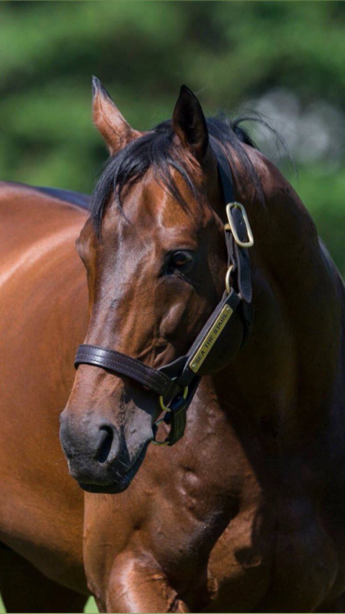 AgaKhanStuds's tweet photo. New debut winner for #SeaTheStars ! His son Hibernicus won a Novice Stakes at @ponteraces. Congratulations to his owner and breeder @BallylinchStud. #Sourceofwinners https://t.co/nfkp2S27nw