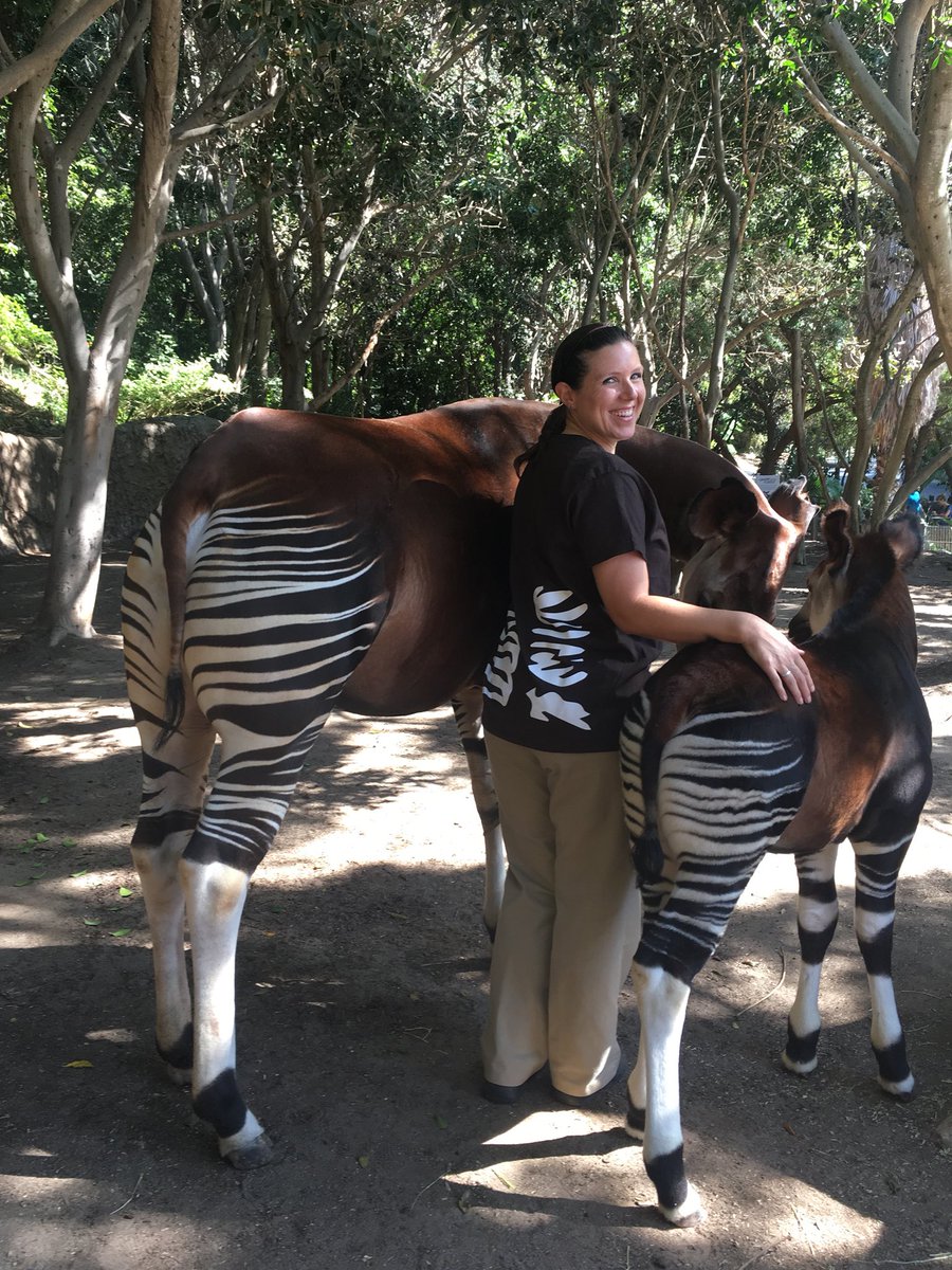 sandiegozoo's tweet photo. If you spend enough time with animals, you start to look like them. Here’s Keeper Jen taking excellent care of our okapis and celebrating World Okapi Day. #NationalZooKeeperWeek #FlashbackFriday https://t.co/9uKXirtUXy