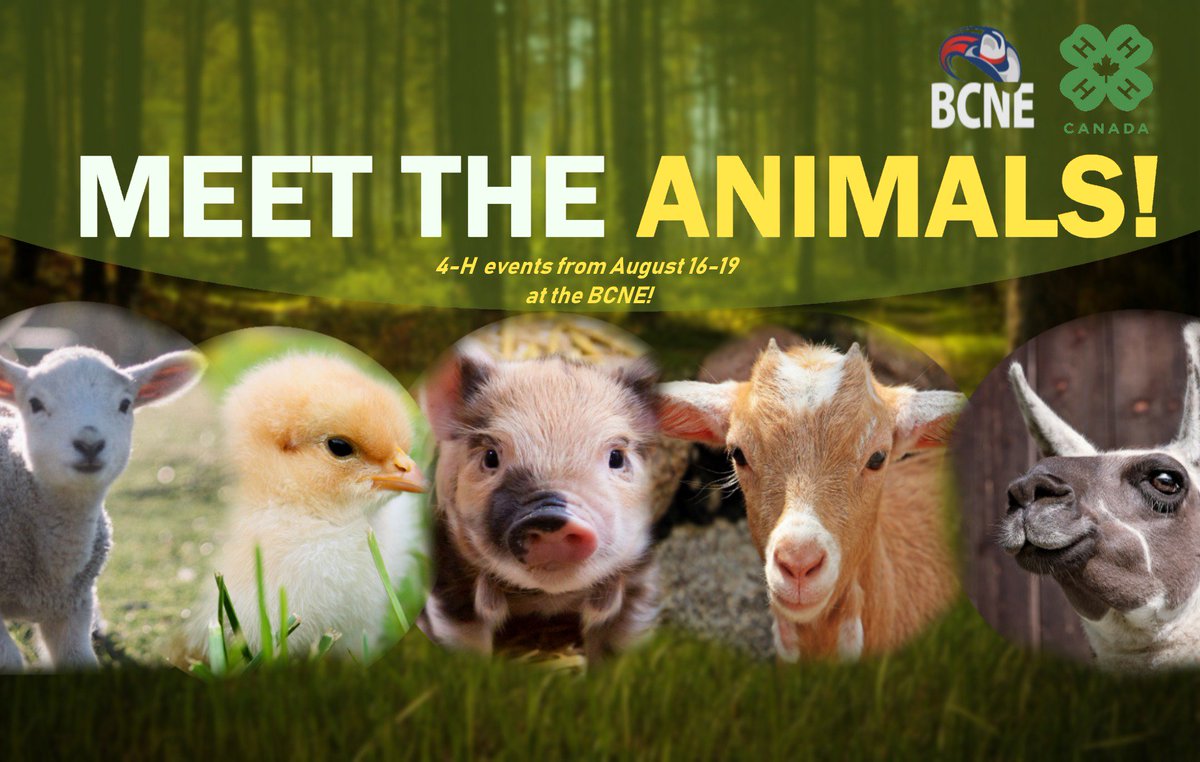 Come check out the 4-H barn and see the animals from August 16 to 19! 4-H has many events at the BCNE, so check out bcne.ca/schedule for a detailed timetable.