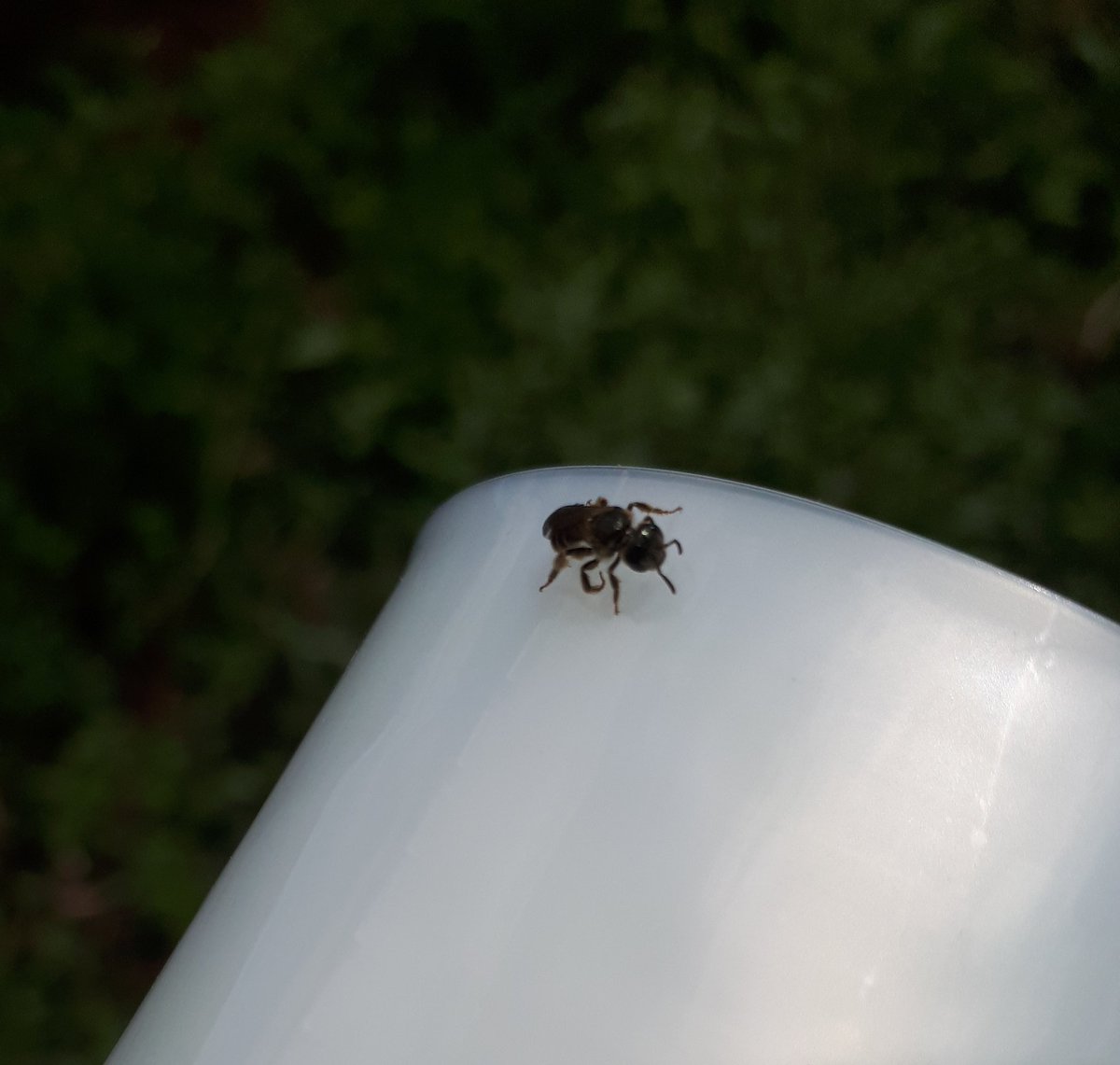 LeahBeeSchmidt's tweet photo. When they land on your equipment instead of in your test site! #fieldwork #bees #thatsnothelpful @DrLizFranklin1 @NigelERaine @EntoEllen https://t.co/9dDOCdnoDU