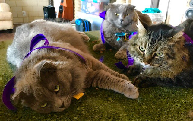 UBridgeport's tweet photo. On the road with 3 Cats, 1 Bulldog and a University President! Meet Pres. Trombley’s pets, bulldog (Ms. Wrinkles) and cats (Rose, Blue & Rufus) making their way from California to their new home @UBridgeport! Follow their travels on UB’s IG & Snapchat! #PreciousCargo #OnlyUB https://t.co/496wZWwNK8