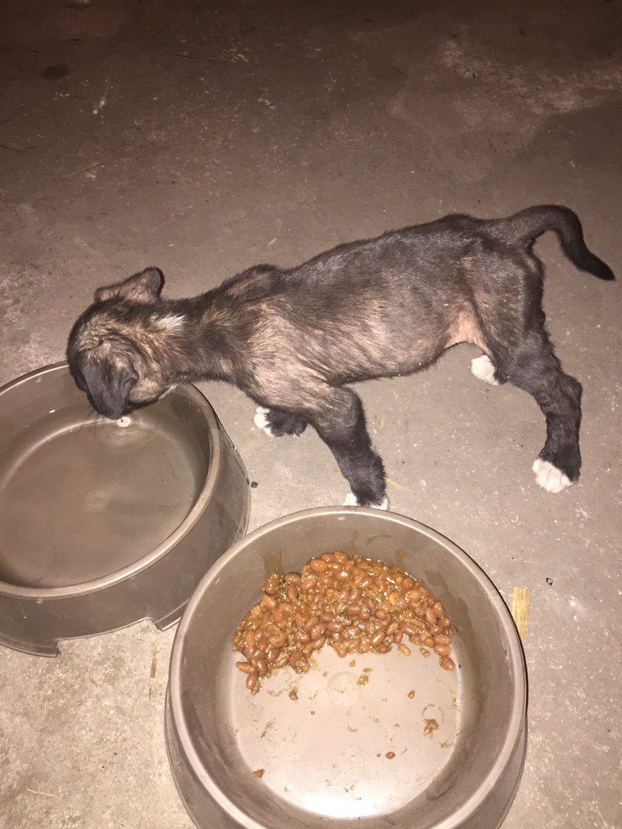 WaveeeJ's tweet photo. I found this stray dog but I didn’t have any dog food, so I gave this nigga some baked beans💪🏾 https://t.co/wuS3VFZsxU