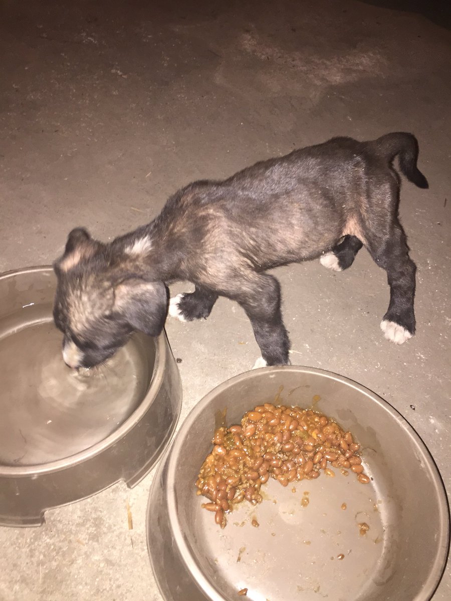 WaveeeJ's tweet photo. I found this stray dog but I didn’t have any dog food, so I gave this nigga some baked beans💪🏾 https://t.co/wuS3VFZsxU