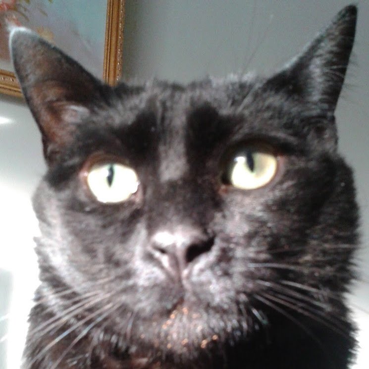 cannabisblue's tweet photo. My boy after a big bowl of meow mix. yummm https://t.co/ngYKiof4nO