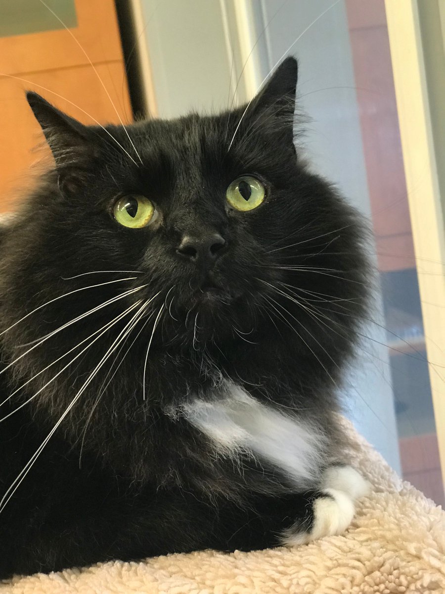 PPRUniversity's tweet image. It's time for Fun Fact Friday:
The furry tufts on the inside of cats’ ears are called “ear furnishings”.  :D