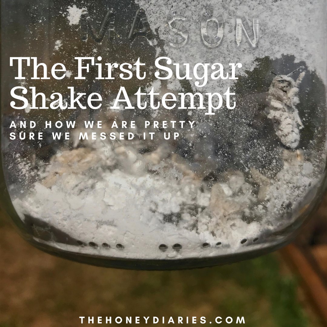 Read about how we attempted our first sugar shake! (and also what a sugar shake is) 🐝🍭