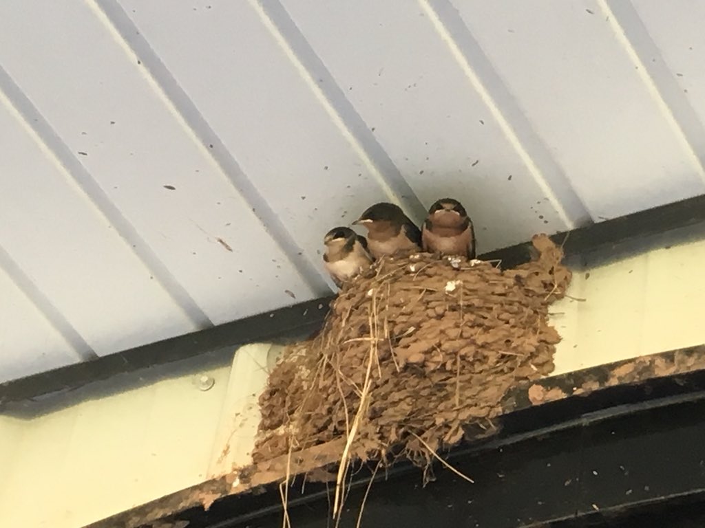 Three baby birds getting ready to fly for the first time!  They are so adorable, but very messy!