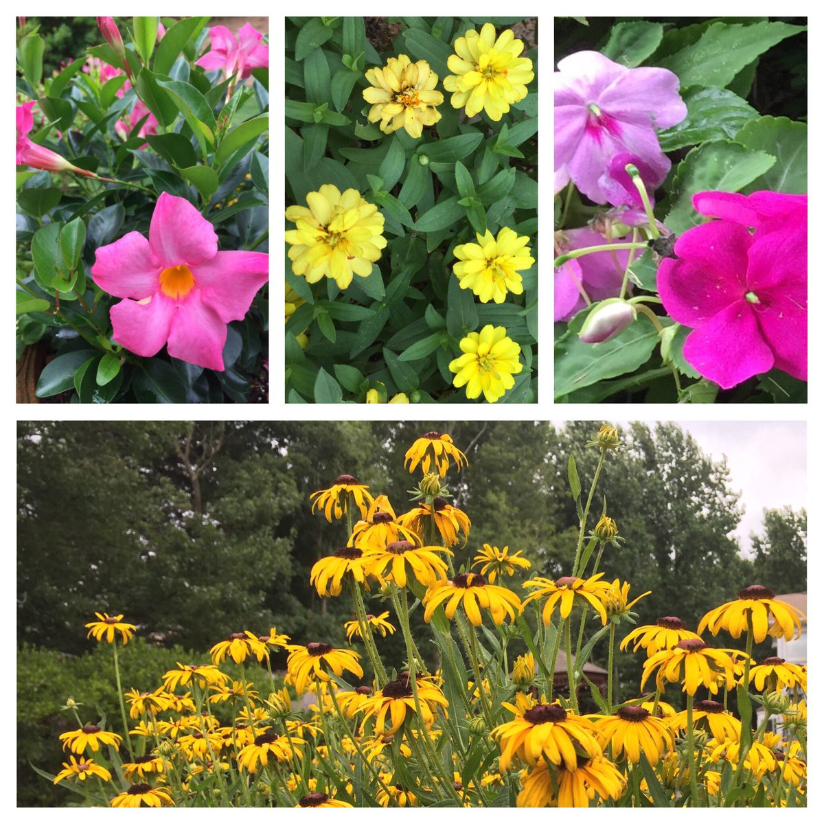 BeverlyGA's tweet photo. All this summer rain has had at least 1 good benefit... a bumper crop of flowers in our garden... especially the Black-Eyed Susans... #gardening #flowerfanatic #southernlife https://t.co/QtIxfe2H7f