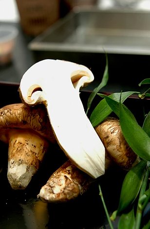 Donguri_NYC's tweet image. Matsutake mushrooms is one of our favorite ingredients we use #cookingprocess