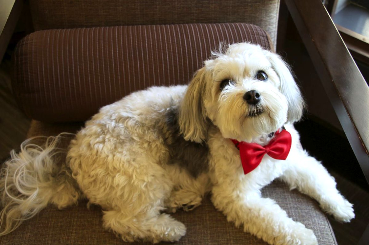 NikkoPupSF's tweet photo. We’re heading for broadway @feinsteinssf #theatre #broadway #hotelnikkosf #nikkopupsf #tgif #fridaynightlights #weeklyfluff #dogoftheday #doggo #dogsofinstagram #sanfrancisco #sf #bayarea #unionsquare #california #cotondetulear #huffpostgram #buzzfee https://t.co/r7tygfmsiu