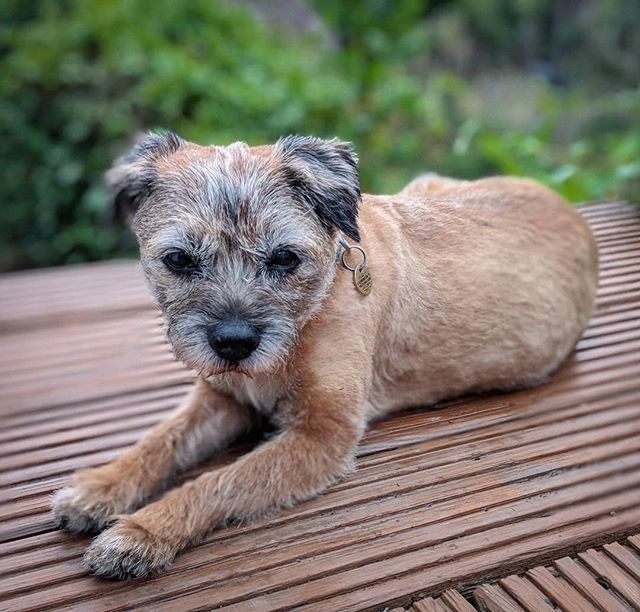 petehelme's tweet photo. Izzy just chilling..... #portraitphotography
#portrait
#photograper
#faces
#faceshot
#portraits
#nikon
#nikond810
#50mm
#50mmlens
#portraitshoot
#dog
#photography
#portraitsitting https://t.co/eZiB9ljCrf https://t.co/4PAwhBJAYi