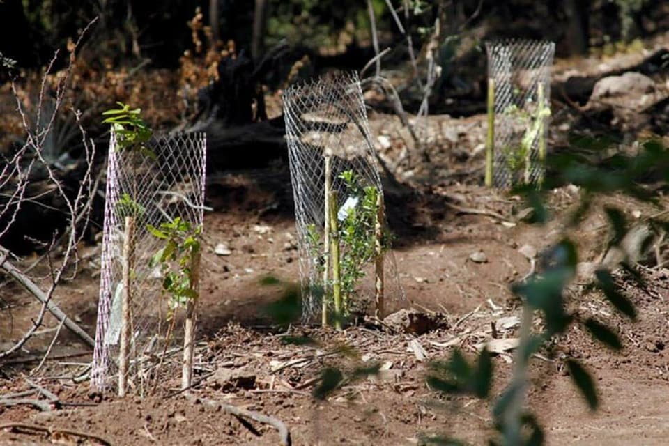 parquemetminvu's tweet photo. 😙🐦 Todos tenemos grandes amores en la vida ❤️uno de los nuestros son los árboles 🌳¡En los últimos años hemos plantado más de 1⃣0⃣0⃣ mil árboles nativos, todos con riego tecnificado!🌱🌱🌱 https://t.co/zI02FIGbQS