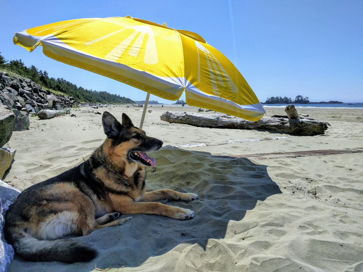 0684Blade's tweet photo. The expert level beach bum has now become an expert level #beachking. #serviceplease #madeforshade #dogslife https://t.co/AN5SkwK8Or