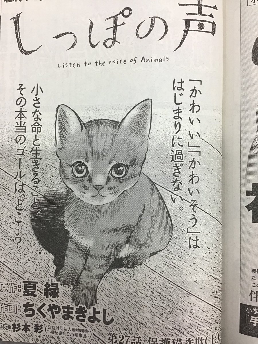 不滅の恋人 毎月5日 日発売のビッグコミックオリジナル しっぽの声 第27話 保護猫詐欺 夏緑 ちくやまきよし 杉本彩 J J Jiro Cat Pad299 肉球新党 善意で保護猫を飼ってる人をダマすやり口 こんなやり方があるのかと驚きました T