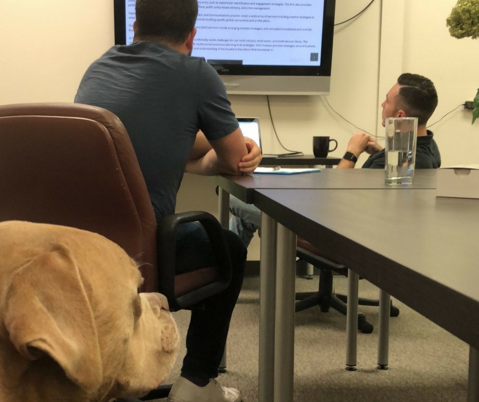 HIVE_Strategy's tweet photo. #Arrow likes to sit in on our conference calls to make sure everything goes smoothly. ❤️🐶
#DogsOfHIVE #WeCreateTheBUZZ
https://t.co/4KPnFX4oU2 https://t.co/Gq6YCs9Ary