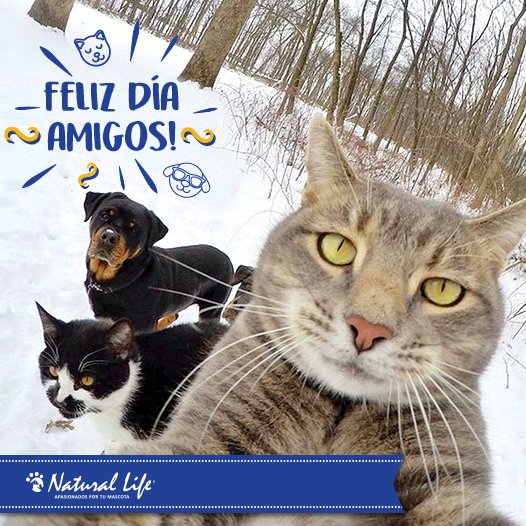 Natural Life Pet tweet media