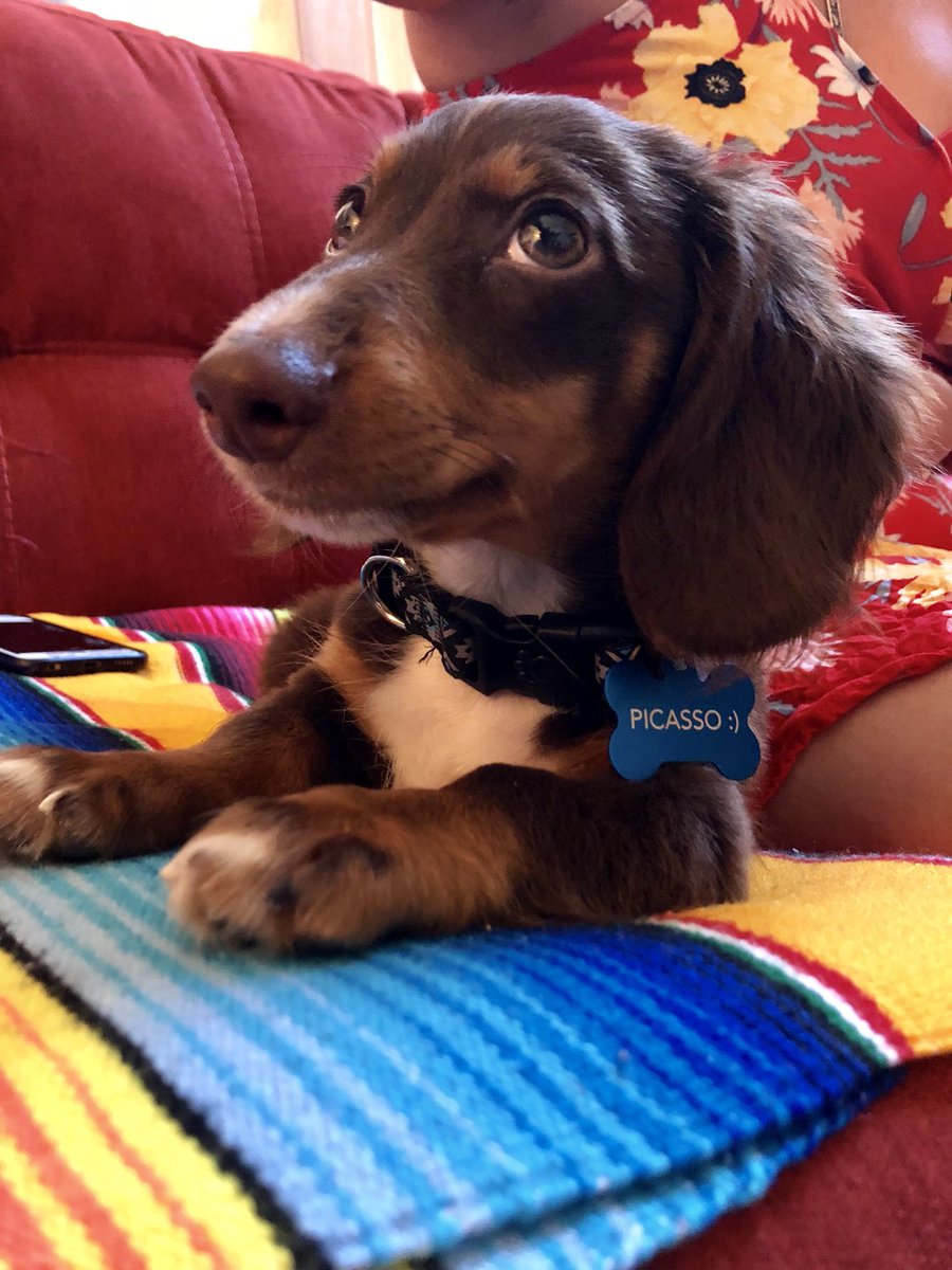 coopthedad's tweet photo. Meet my son, Picasso. He’s 3 months old and 6.2lbs and a very good boy. And peep his paint brush tail. #weiner @alanahdutka https://t.co/4dRWrQqFuJ