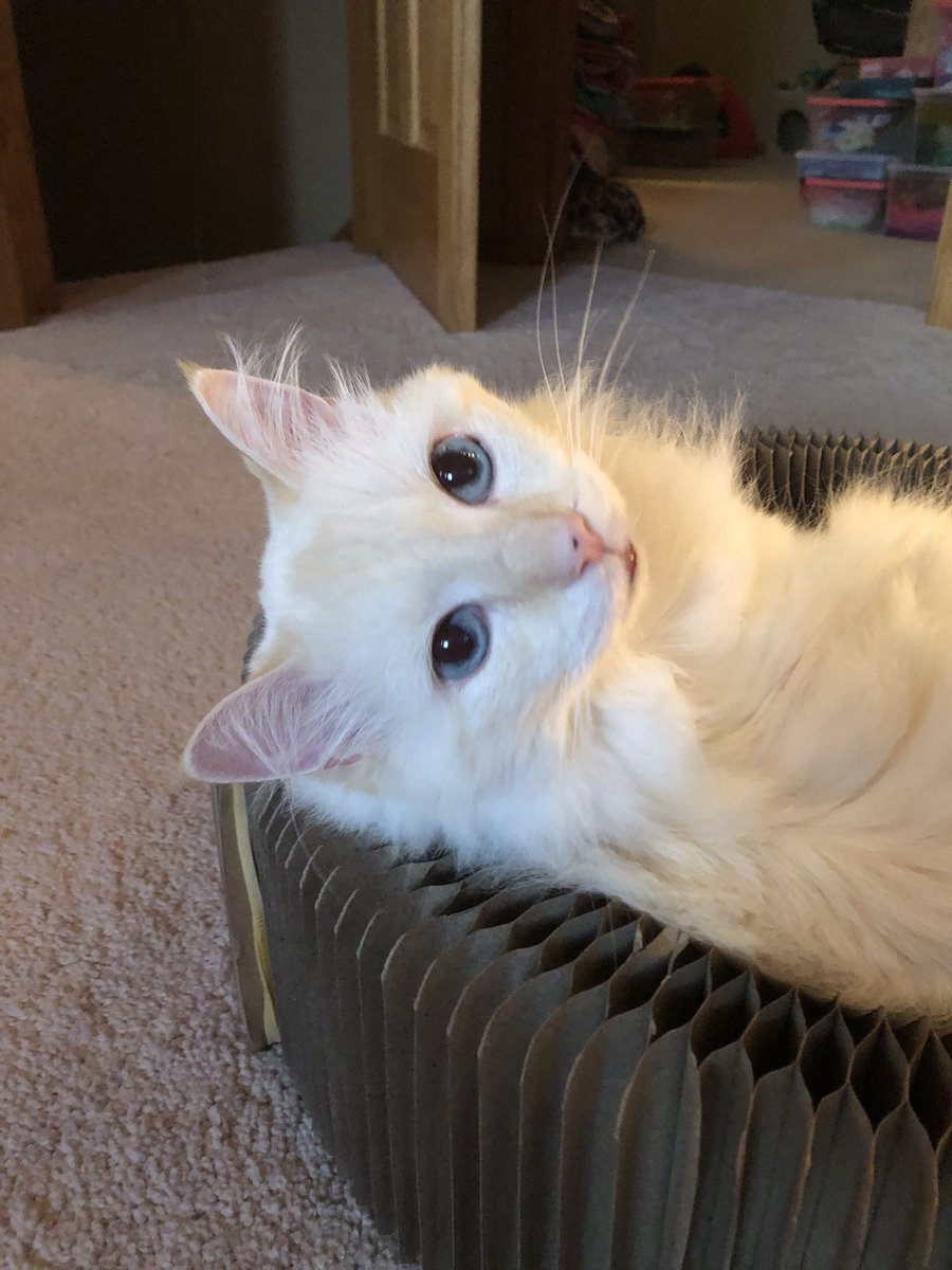 ItsMeDeaner's tweet photo. The usual ham https://t.co/4DxWQgFCKM