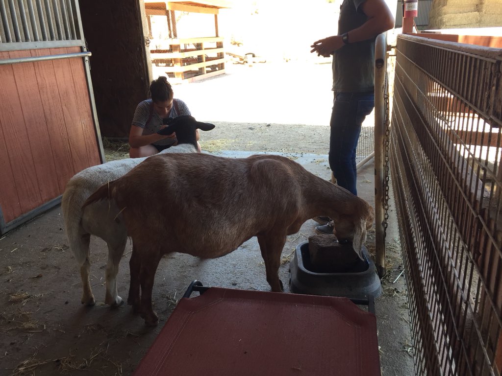 ttranonline's tweet photo. @FarmSanctuary Thankyou to Juan and the residents at Acton Farm Sanctuary for the educational tour! #farmsanctuarylife https://t.co/faBOKicB6K