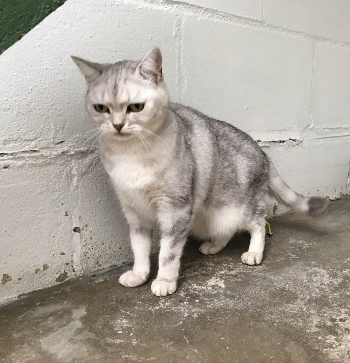 猫友達 Disgust