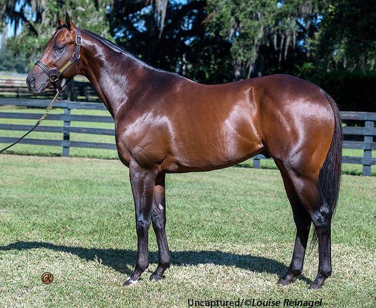 theTDN's tweet photo. » Oxley Filly Blitzes Schuylerville Foes to Become Uncaptured’s First Stakes Winner https://t.co/52nKj780lv https://t.co/S1ZiwLpPgG