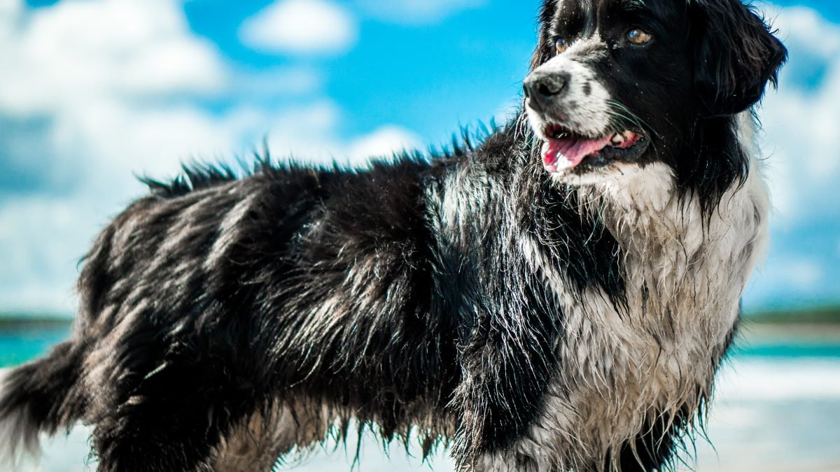 Rovercom On Twitter 10 Beach Essentials For Your Dog That