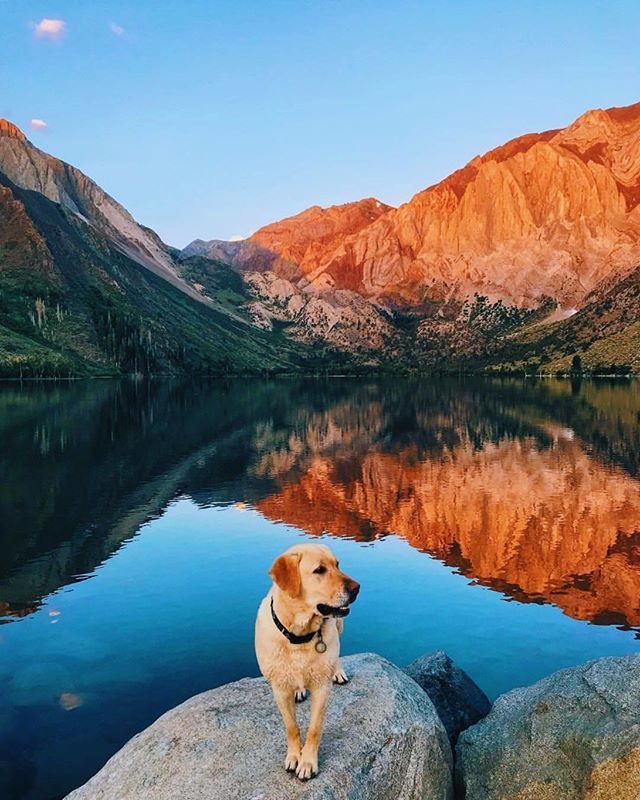 Is that a mountain range or dog fur?!
.
Excuse the pareidolia... here's a mammoth-sized shot featuring the ever adorable Yogi! We hope you're as content this weekend as he is 🐶😊 ift.tt/2zVSYYl