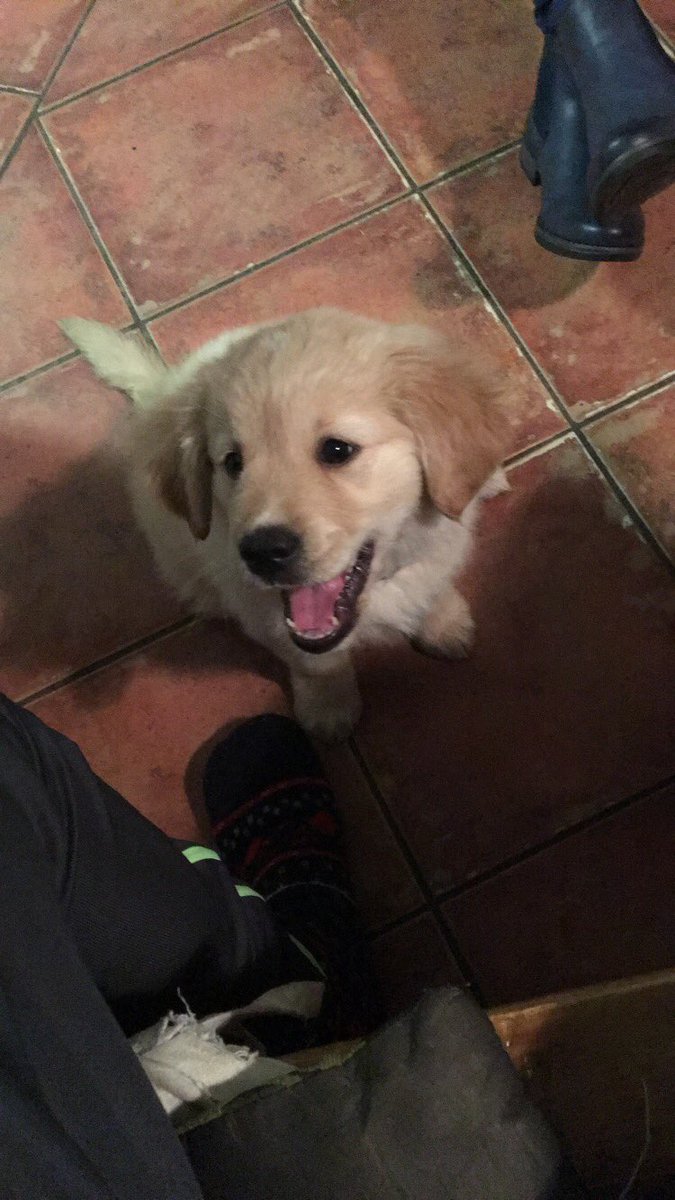 aidanmurphy1998's tweet photo. I think Lunaβs grown out of the puppy stage now #bigdogtime https://t.co/xhmxPe3dpq