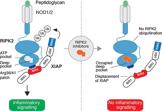 Our study on mechanism of RIPK2 inhibitors in ubiquitin-mediated inflammation is available at <a href="/embojournal/">The EMBO Journal</a> 
Congrats to Matous and Lisa! 
emboj.embopress.org/content/early/…
