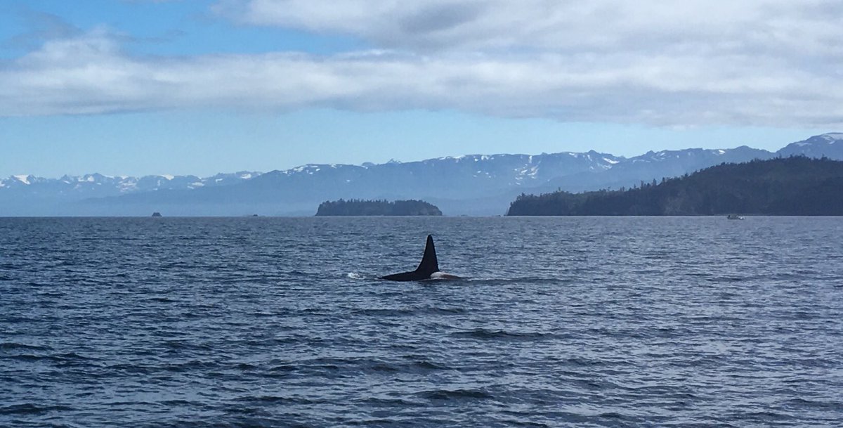 #Orca family in #KachemakBay today!