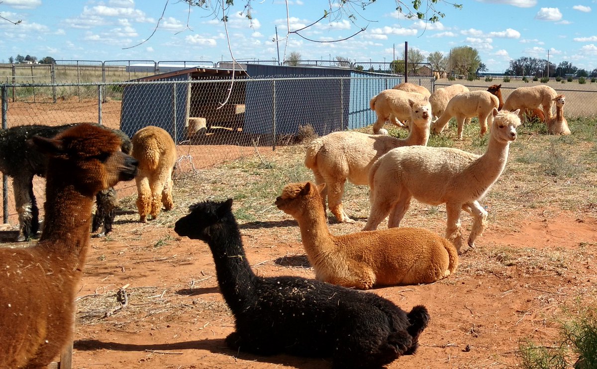 WindrushAlpacas's tweet photo. How our Adopt-a-Paca Program works: You select one of our alpacas & become his or her sponsor for one full year!https://t.co/Ts5Opgn8Eb #windrushalpacas #adoptapaca https://t.co/eZKJed82Z2
