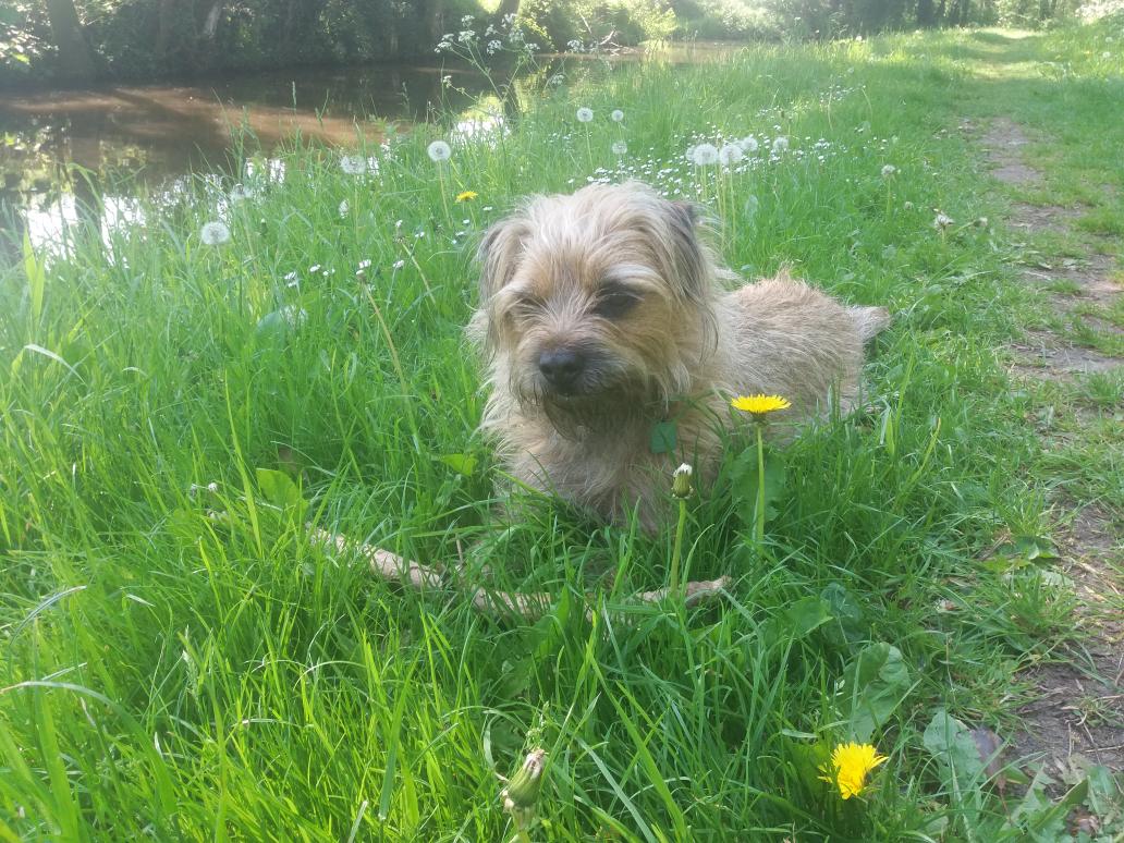 jack_border's tweet image. Appawenly, I is a gorgeous boy ( but I fink my hoos iz biassed