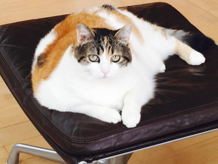 KeeKeeSage_1's tweet photo. @gates_plays @luann_slinker In celebration of my being a runner-up in #Shenanigates this week, I searched twitter for some pix to prove that Lulu is the "fluffiest cat in all of Los Angeles" and found the attached evidence!
#LuluMcFadden https://t.co/QuzT9Mz4mn