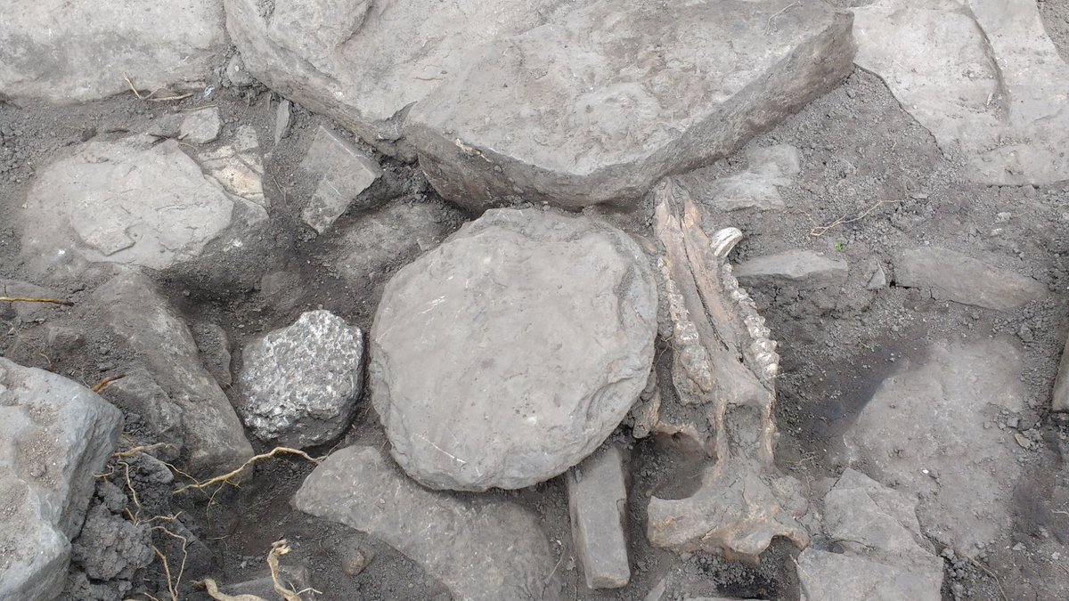 UHIArchaeology's tweet photo. #LuckOfTheIrish strikes again at Skaill as possible Norse finds deposit (indicated by Garnet Mica Schist) was found in Trench 22. 
#SkaillSaga #FindsOfTheWeek #FindsOfTheDay #Archaeology #Orkney 
@orkneycom @ThinkUHI @DigItScotland @HistEnvScot @OAS_Orkney @SPMA https://t.co/7Iazm2iqR3