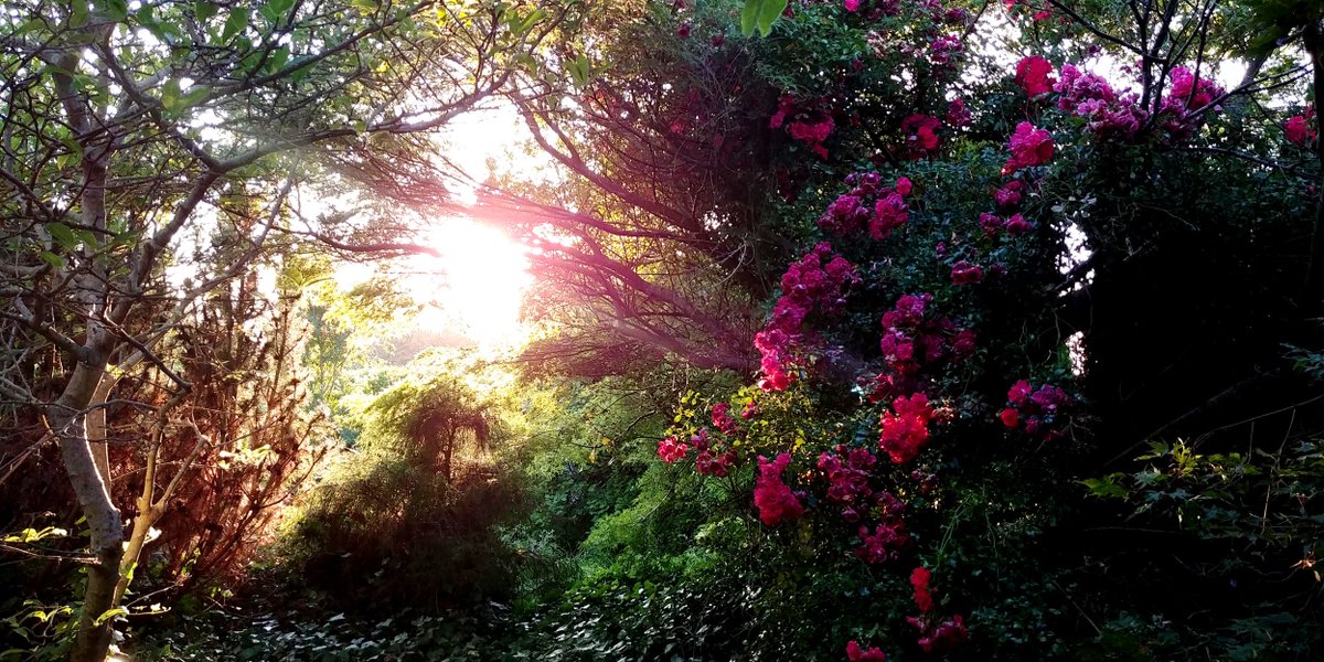 Wulfaethel's tweet photo. My Secret Garden
#FlowerRight
@YoungerZee_ @JaneFairfax7 https://t.co/X2H3WxYZap