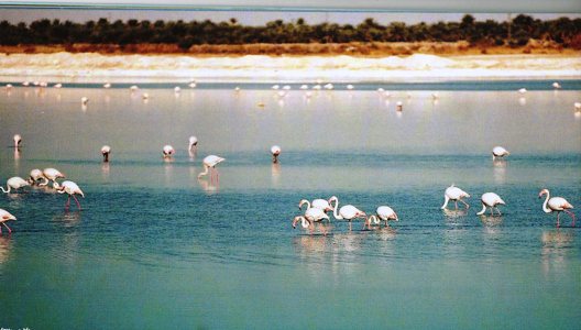 houriaalioua's tweet photo. Le lac #Temacine prés de Ouargla. Un petit paradis au milieu de l'enfer https://t.co/3Vl6Wx9G2D