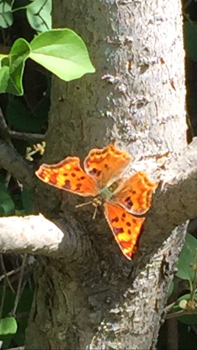 Shmoopkitty's tweet image. Meanwhile in SW #YYC A Milburt’s Tortoiseshell butterfly 🦋 #yycsummer