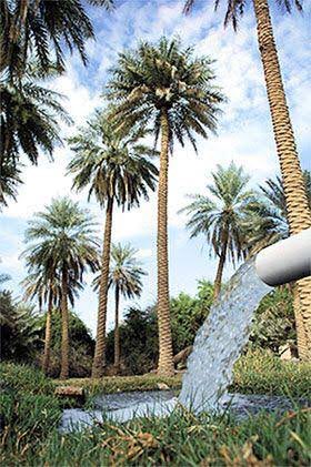#ماذا_تعرف_عن_الاحساء
مدينه هاديه جميله وزراعيه..فازت بالجائزة العالميه للتراث..وفيها عيون كثيرة طبيعية

امممممم..واحبها واتمنى ازورها 😍