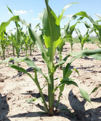 PioneerSeeds's tweet photo. Growers are often concerned when they encounter tillers in corn. Learn more about the causes and what effects they might have on yield here: https://t.co/n8NtkaDwLT https://t.co/owLHsrJyE5