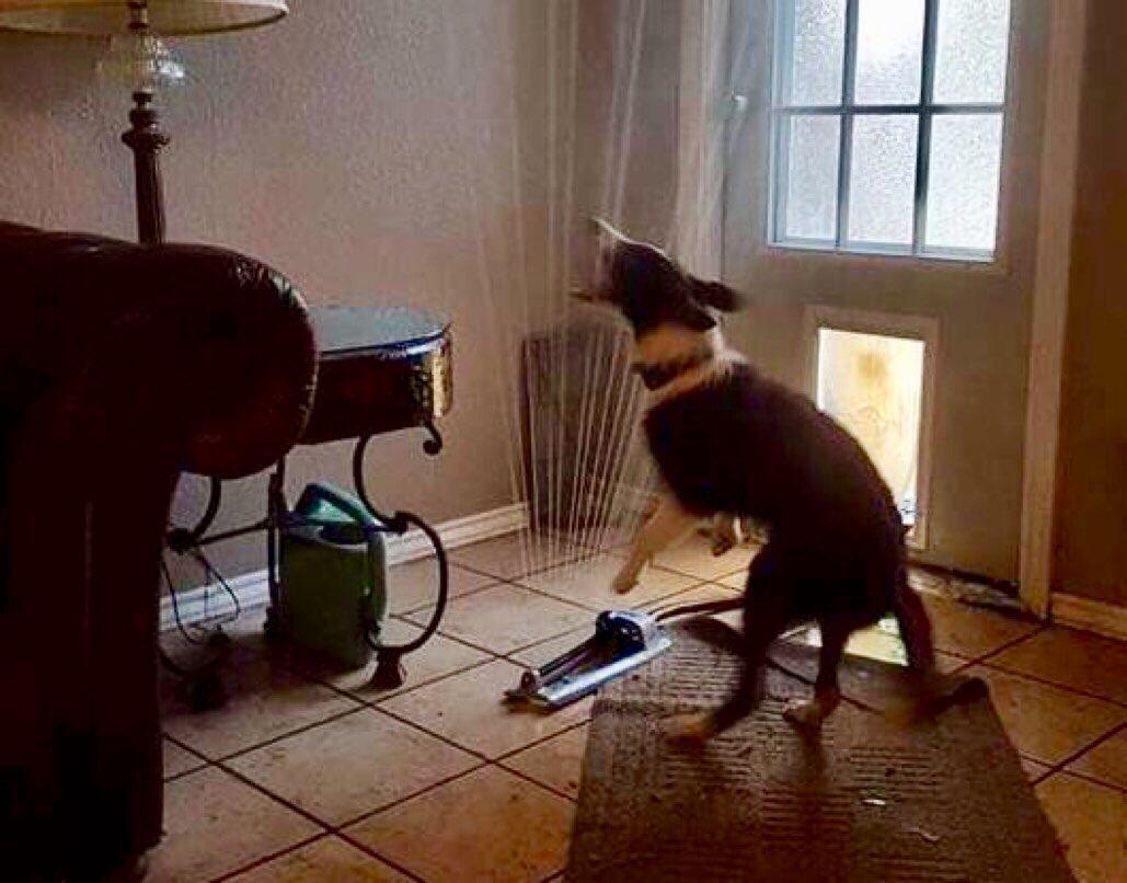 Doggo drags sprinkler through the doggie door for a little inside fun trib.al/ALlWhIg  #dogsoftwitter #dogs 
- - -> <a href="/mashable/">Mashable</a>