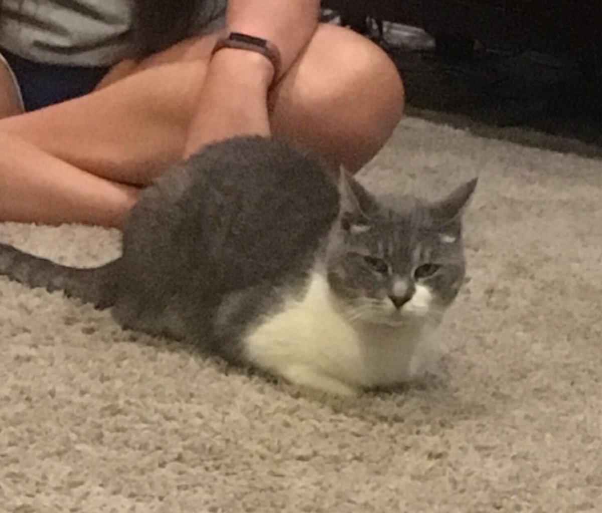 nerfherder73's tweet photo. She’s such a baby.
#kittyboo https://t.co/4fpu2cds6X