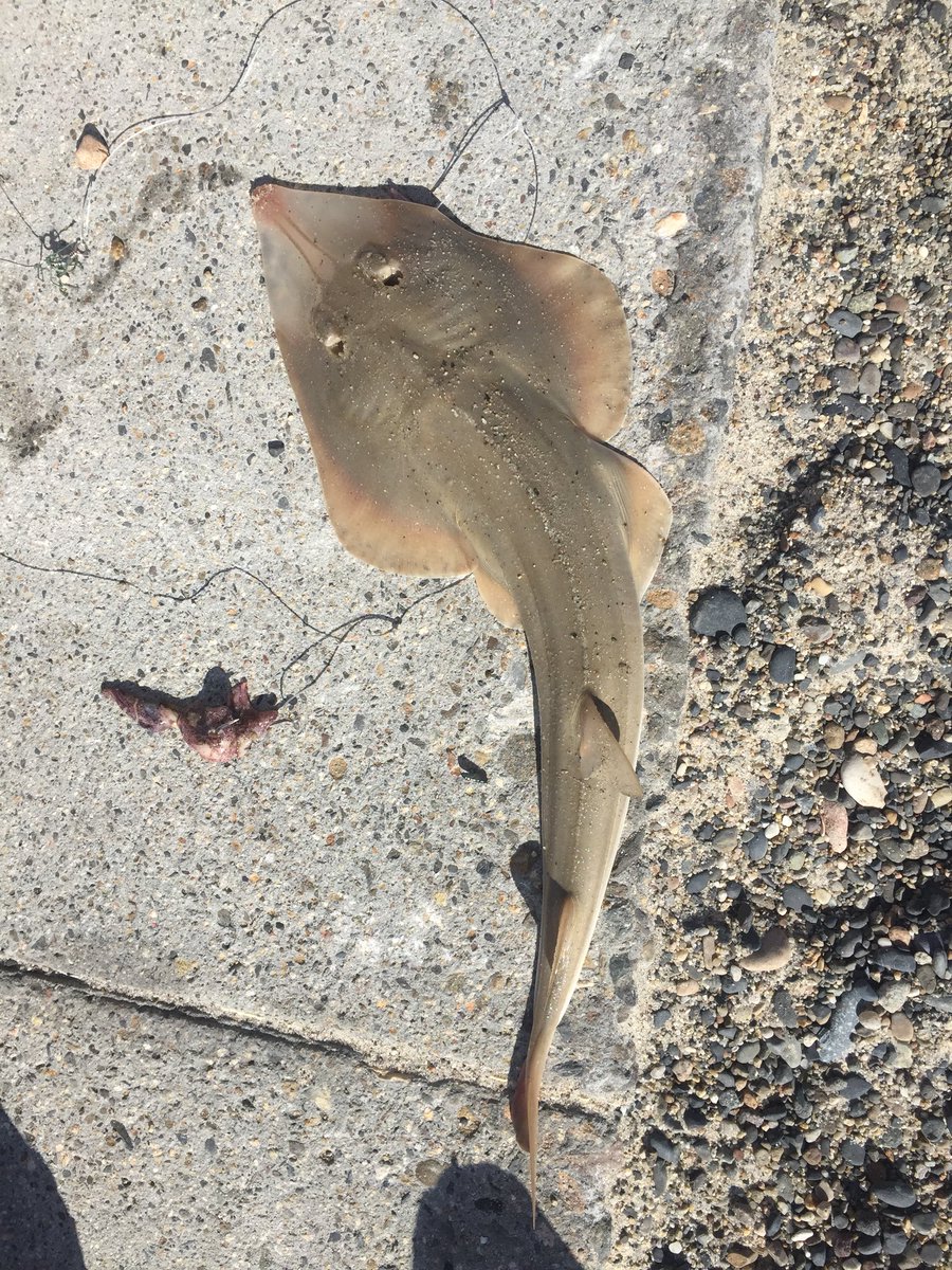 SouthOCSurffish's tweet photo. Off to an early start in Dana Point. Salad not to bad on the outgoing tide which is peaking right about now. Try the squid to hook up on one, they seem to be everywhere right now. #guitarfish #surffishing #timeonthesand #orangecounty #fishing #danapoint https://t.co/sqSC3Hzkxw