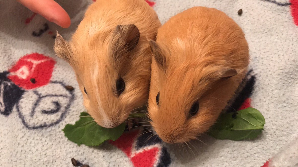 xChloeErin's tweet photo. How cute are my babies🐹😍 #guineapig https://t.co/UyUfADGmSR